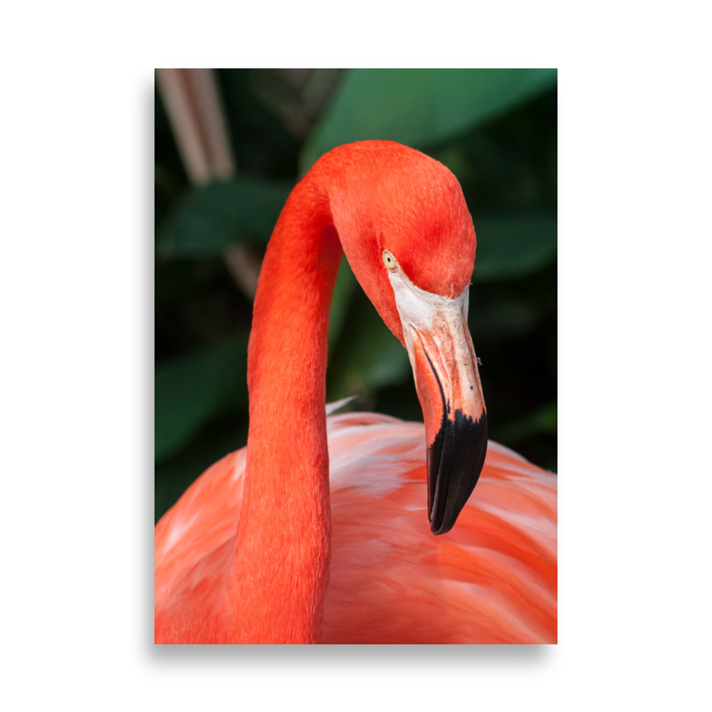 Póster - Flamenco, Phoenicopterus Ruber