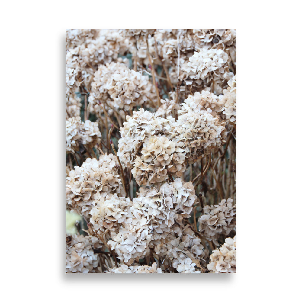 Poster - Timeless Flowers Hydrangeas
