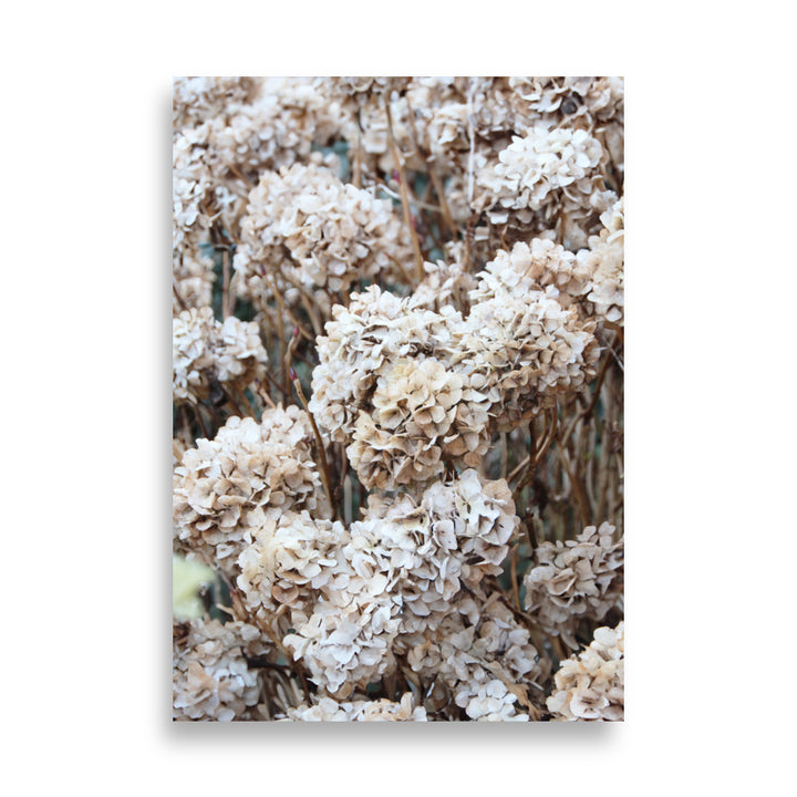Poster - Timeless Flowers Hydrangeas
