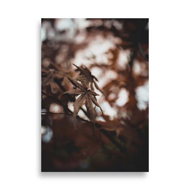 Poster - Autumn leaves - a moment in nature