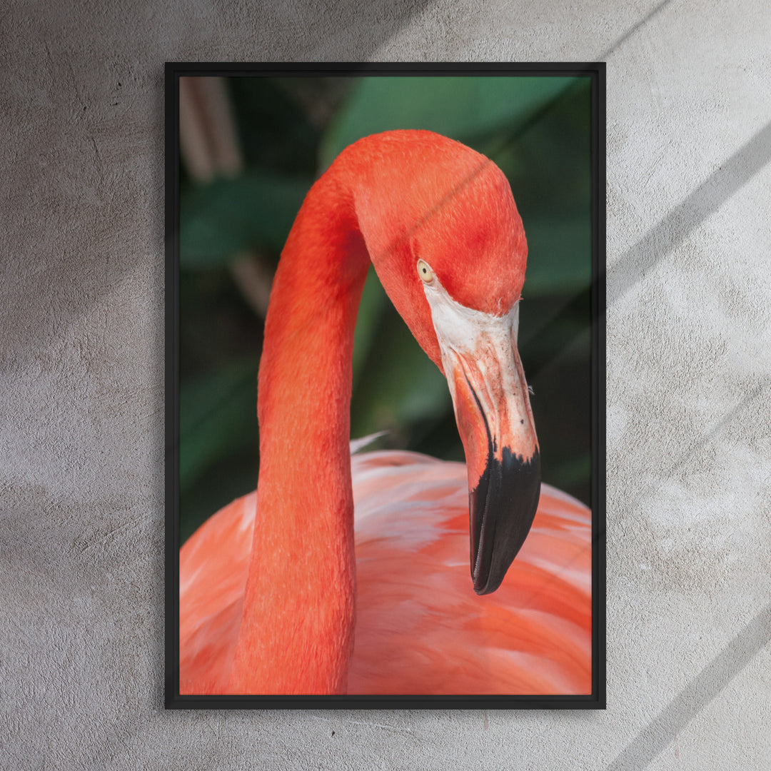 Leinwand - Flamant rose, Phoenicopterus Ruber