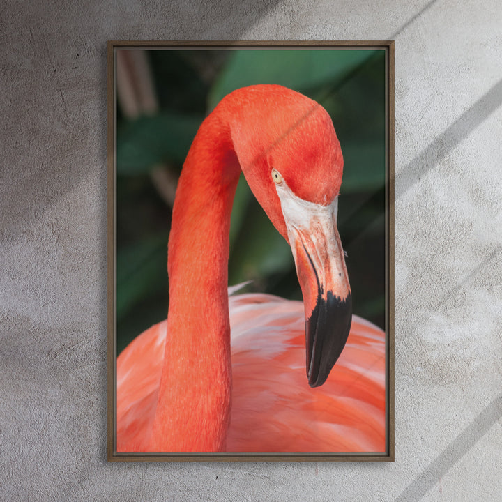 Leinwand - Flamant rose, Phoenicopterus Ruber