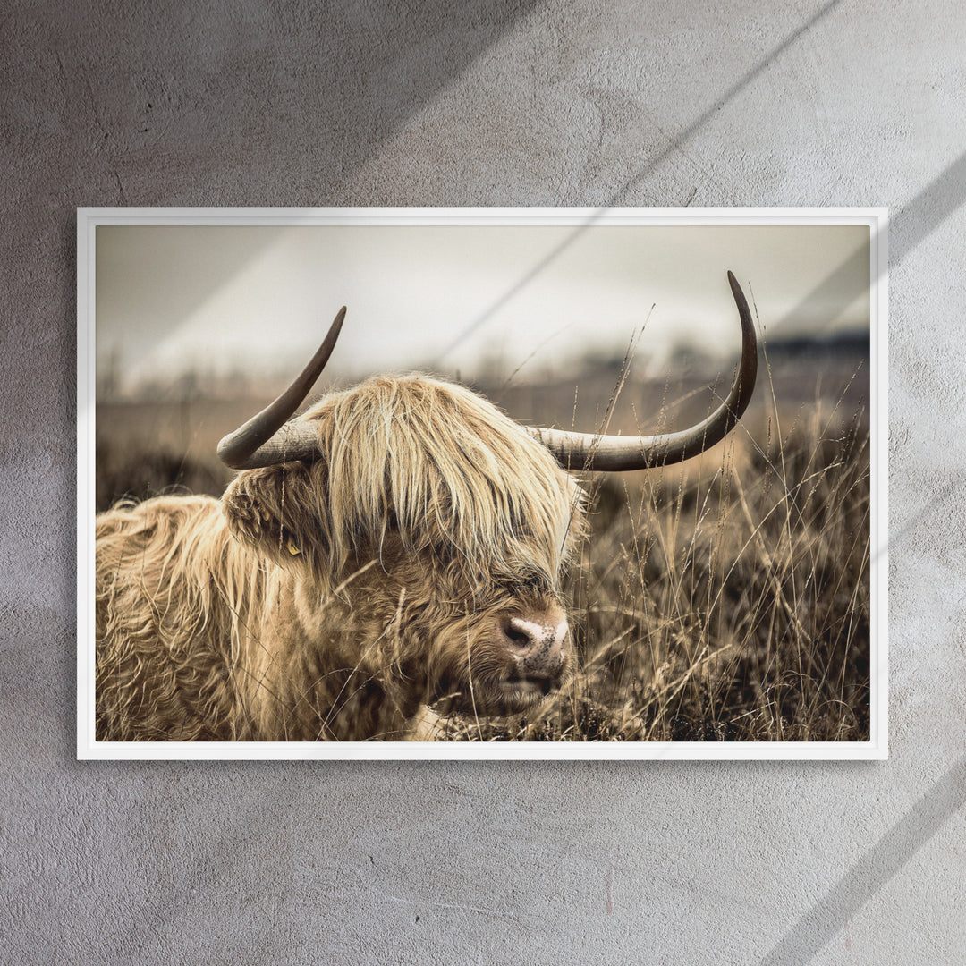 Leinwand - Highland Cattle Retro