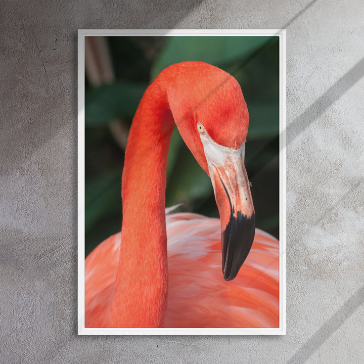 Leinwand - Flamant rose, Phoenicopterus Ruber