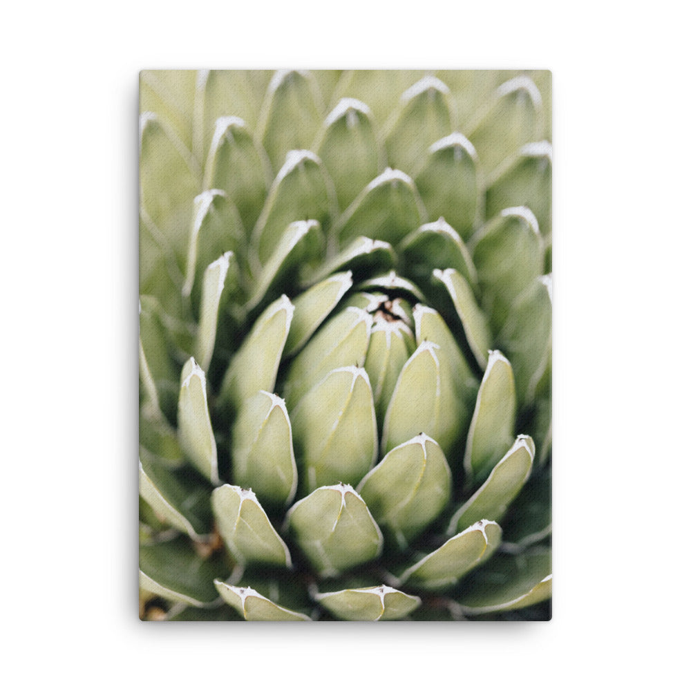 Leinwand - Cactus Flower II Kuratoren von artlia ohne Rahmen / 31x41 cm (12″×16″) artlia