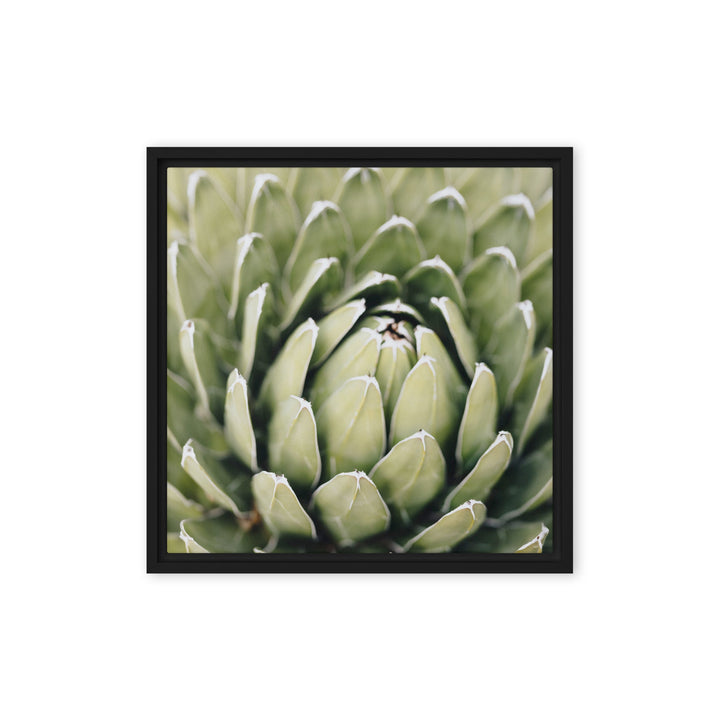 Leinwand - Cactus Flower II Kuratoren von artlia Schwarz / 41x41 cm (16″×16″) artlia