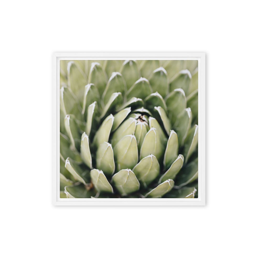 Leinwand - Cactus Flower II Kuratoren von artlia Weiß / 41x41 cm (16″×16″) artlia