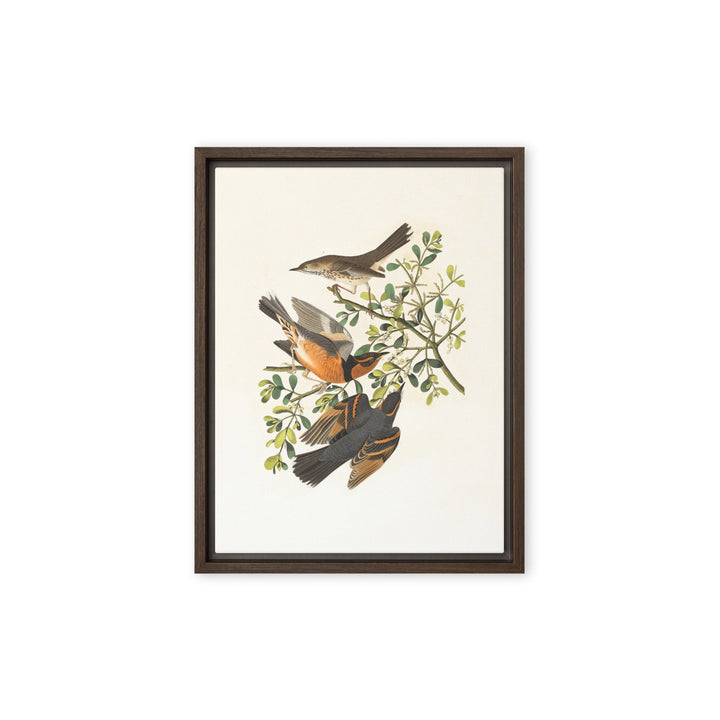 Leinwand - Drei Vögel auf Ästen Boston Public Library Braun / 31x41 cm (12″×16″) artlia