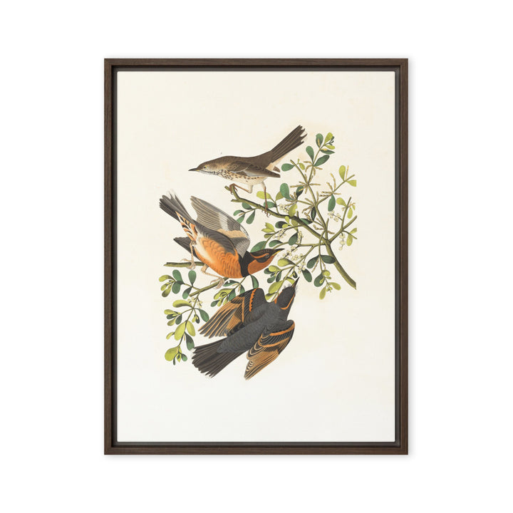 Leinwand - Drei Vögel auf Ästen Boston Public Library Braun / 61x81 cm (24″×32″) artlia