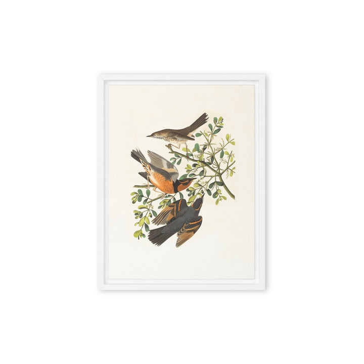 Leinwand - Drei Vögel auf Ästen Boston Public Library Weiß / 31x41 cm (12″×16″) artlia