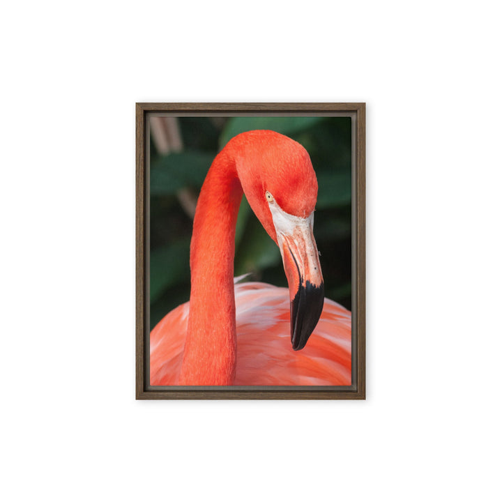 Leinwand - Flamingo, Phoenicopterus Ruber Kuratoren von artlia Braun / 31x41 cm (12″×16″) artlia