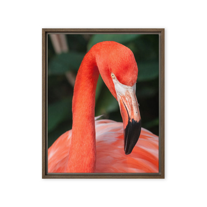 Leinwand - Flamingo, Phoenicopterus Ruber Kuratoren von artlia Braun / 41x51 cm (16″×20″) artlia