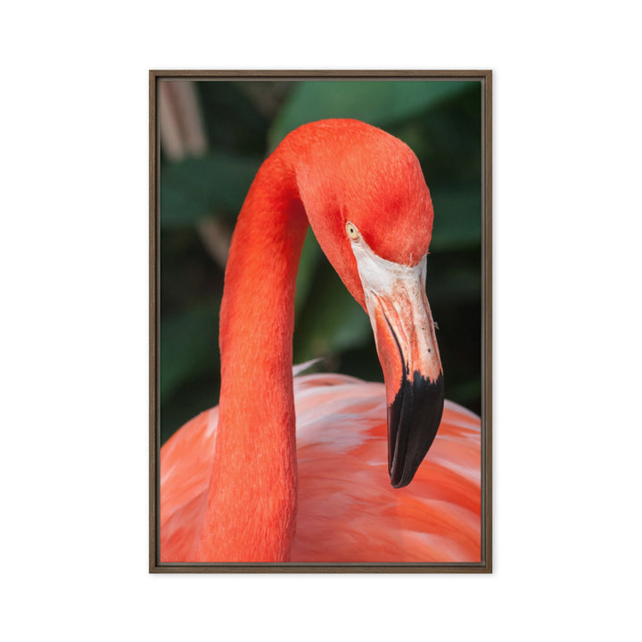 Leinwand - Flamingo, Phoenicopterus Ruber Kuratoren von artlia Braun / 51x76 cm (20″×30″) artlia