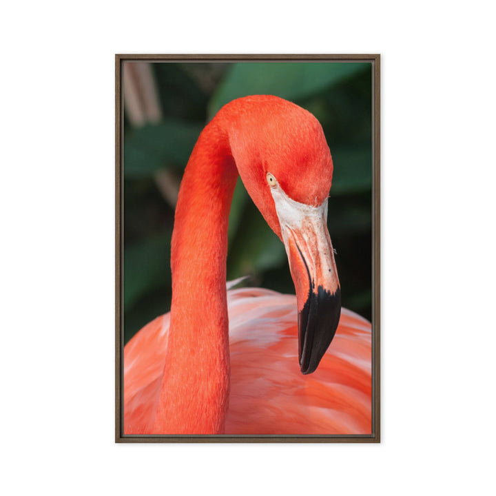 Leinwand - Flamingo, Phoenicopterus Ruber Kuratoren von artlia Braun / 61x91 cm (24″×36″) artlia