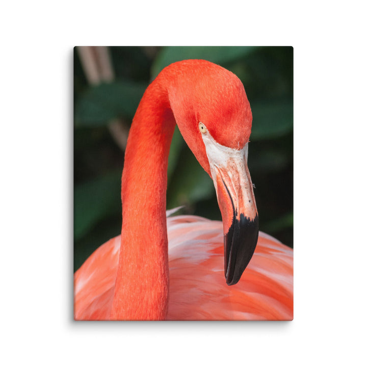 Leinwand - Flamingo, Phoenicopterus Ruber Kuratoren von artlia ohne Rahmen / 41x51 cm (16″×20″) artlia