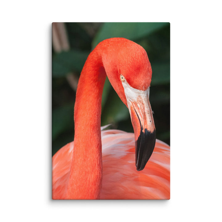 Leinwand - Flamingo, Phoenicopterus Ruber Kuratoren von artlia ohne Rahmen / 51x76 cm (20″×30″) artlia
