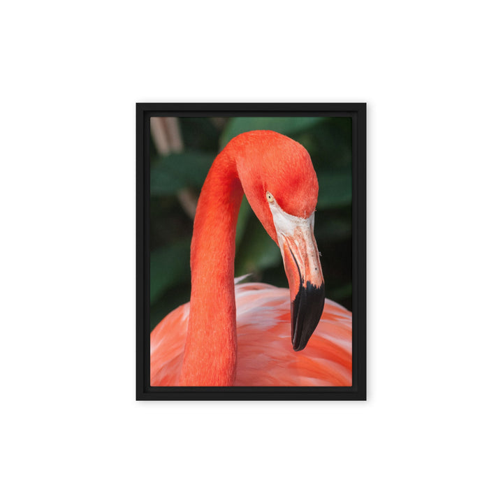 Leinwand - Flamingo, Phoenicopterus Ruber Kuratoren von artlia Schwarz / 31x41 cm (12″×16″) artlia