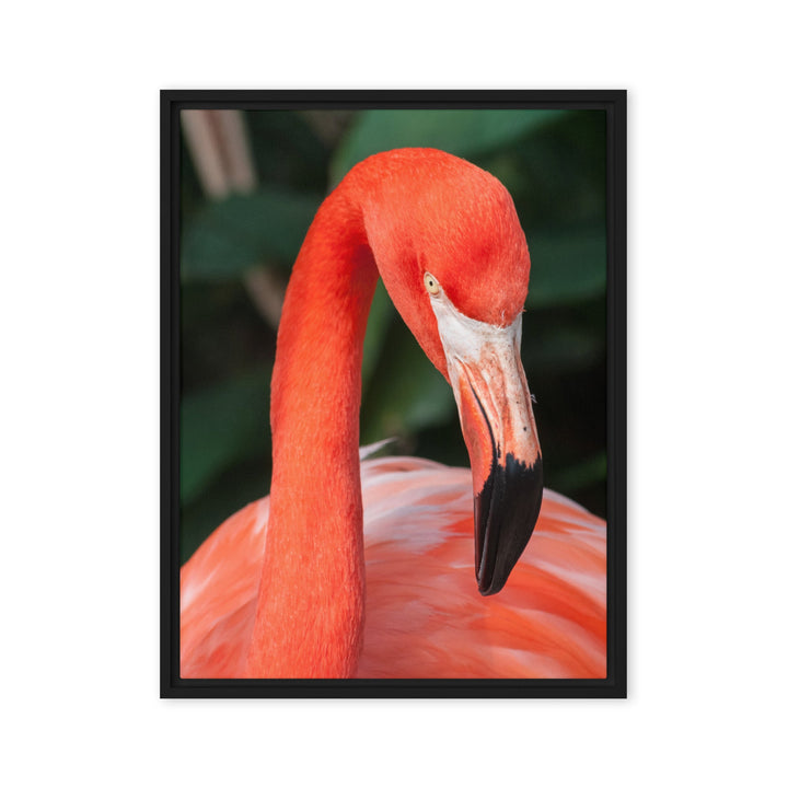 Leinwand - Flamingo, Phoenicopterus Ruber Kuratoren von artlia Schwarz / 46x61 cm (18″×24″) artlia