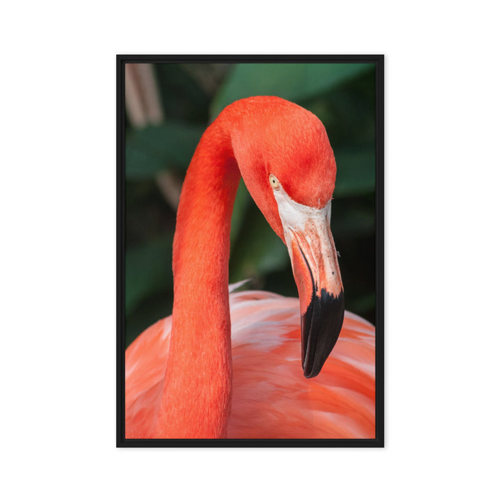 Leinwand - Flamingo, Phoenicopterus Ruber Kuratoren von artlia Schwarz / 61x91 cm (24″×36″) artlia