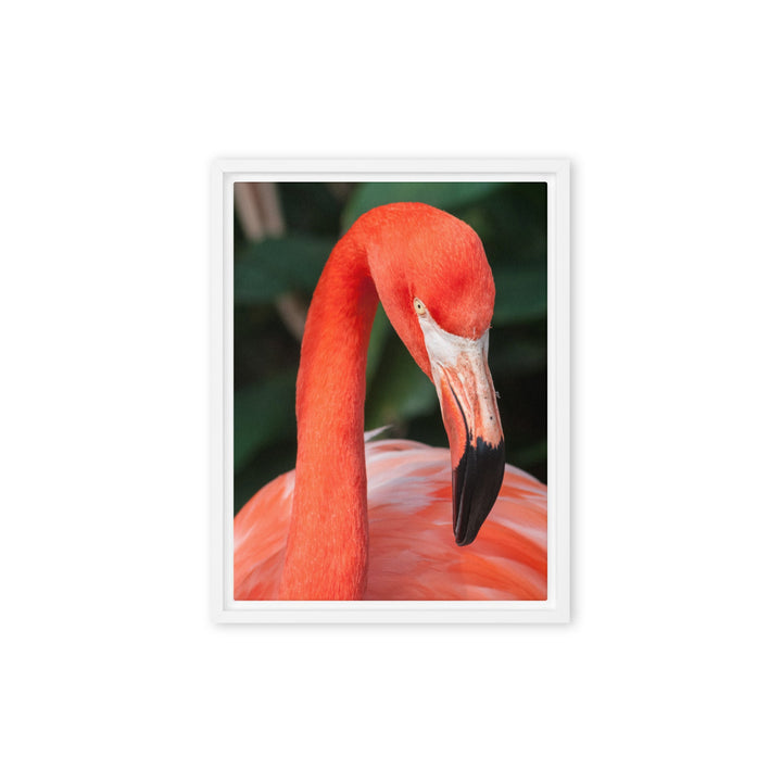 Leinwand - Flamingo, Phoenicopterus Ruber Kuratoren von artlia Weiß / 31x41 cm (12″×16″) artlia