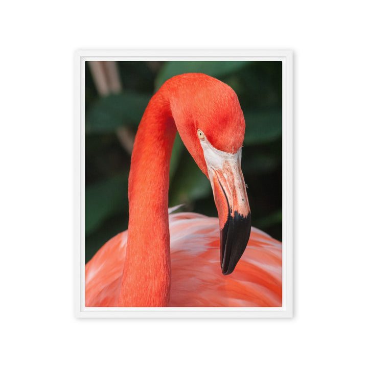 Leinwand - Flamingo, Phoenicopterus Ruber Kuratoren von artlia Weiß / 41x51 cm (16″×20″) artlia