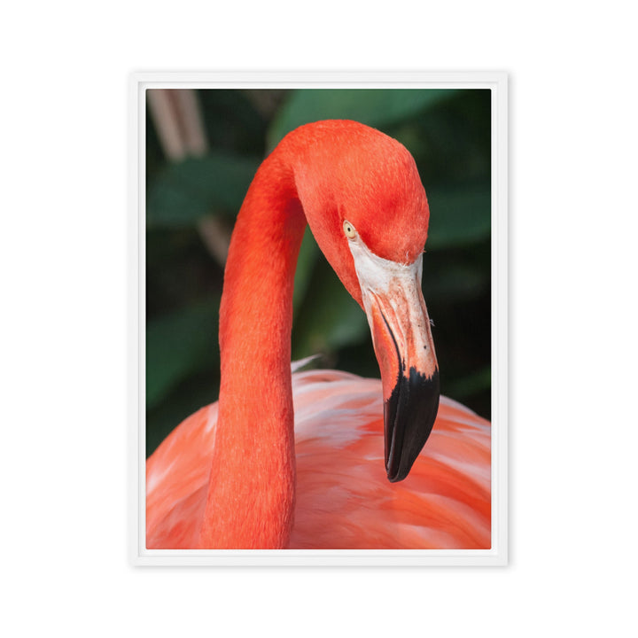 Leinwand - Flamingo, Phoenicopterus Ruber Kuratoren von artlia Weiß / 46x61 cm (18″×24″) artlia