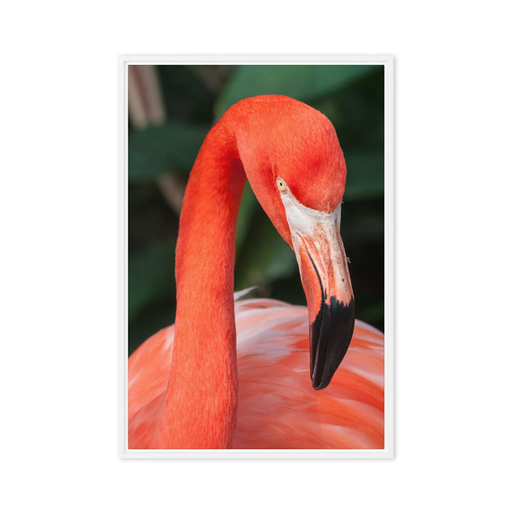 Leinwand - Flamingo, Phoenicopterus Ruber Kuratoren von artlia Weiß / 51x76 cm (20″×30″) artlia