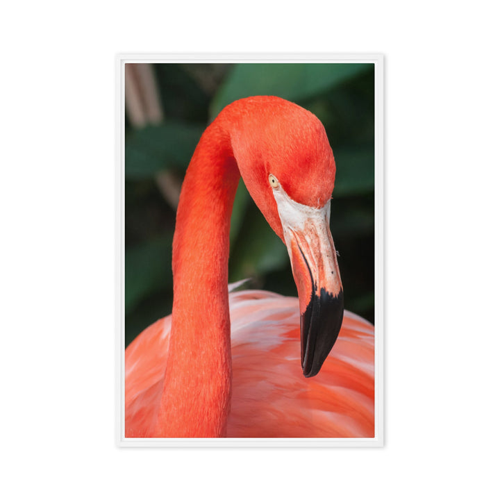 Leinwand - Flamingo, Phoenicopterus Ruber Kuratoren von artlia Weiß / 61x91 cm (24″×36″) artlia