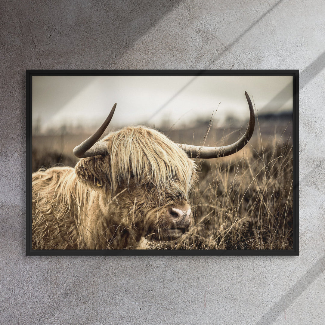 Leinwand - Highland Cattle Retro Kuratoren von artlia artlia