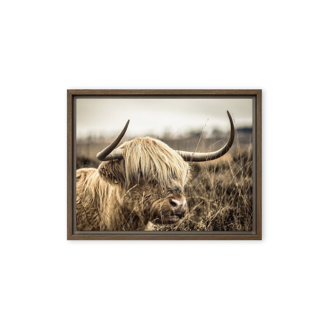 Leinwand - Highland Cattle Retro Kuratoren von artlia Braun / 31x41 cm (12″×16″) artlia