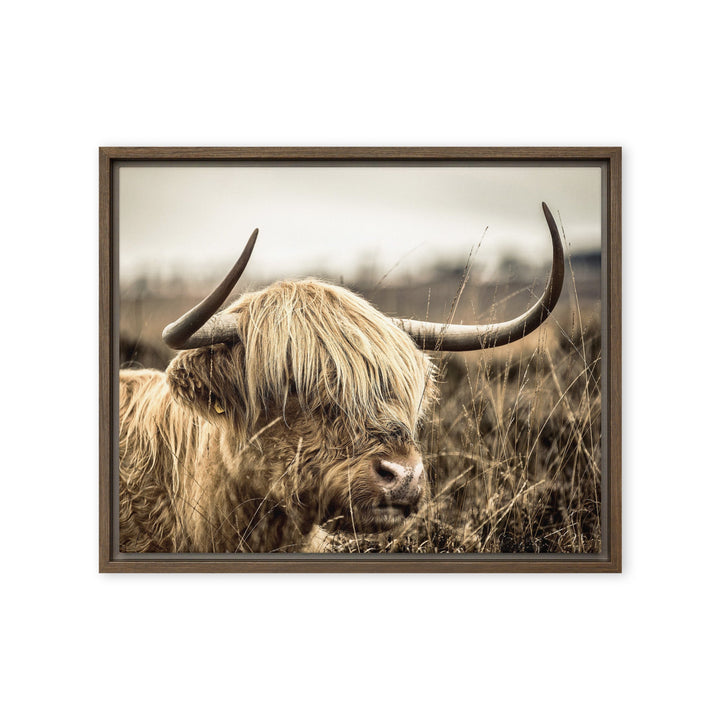 Leinwand - Highland Cattle Retro Kuratoren von artlia Braun / 41x51 cm (16″×20″) artlia