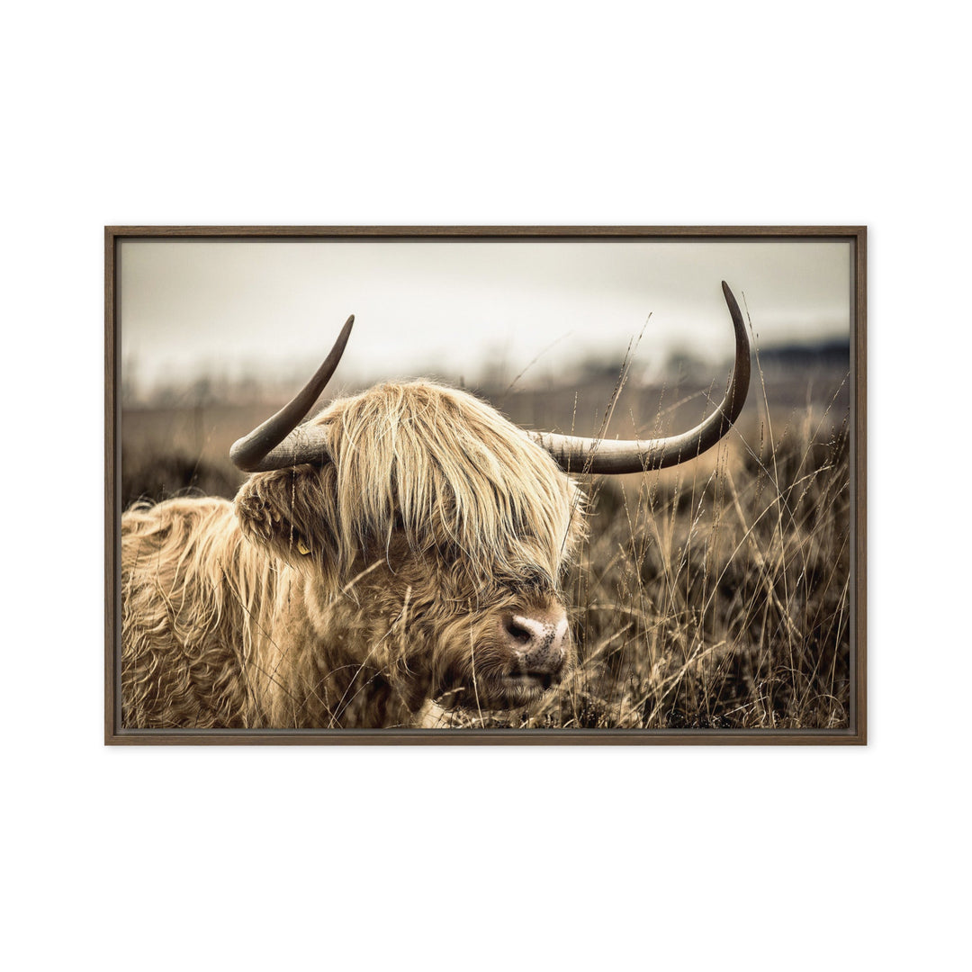Leinwand - Highland Cattle Retro Kuratoren von artlia Braun / 51x76 cm (20″×30″) artlia