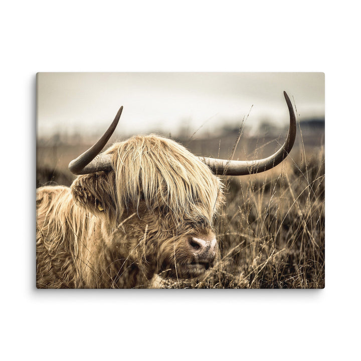 Leinwand - Highland Cattle Retro Kuratoren von artlia ohne Rahmen / 31x41 cm (12″×16″) artlia