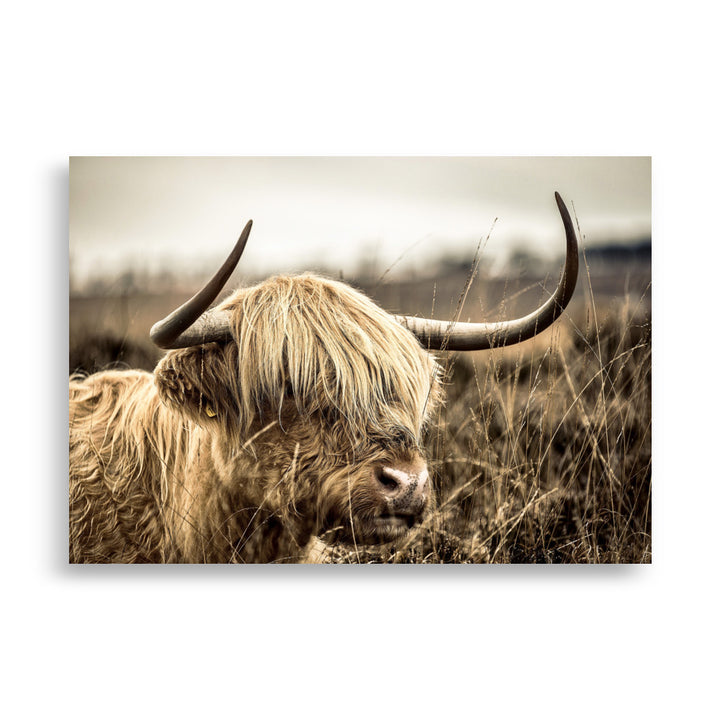 Leinwand - Highland Cattle Retro Kuratoren von artlia ohne Rahmen / 51x76 cm (20″×30″) artlia