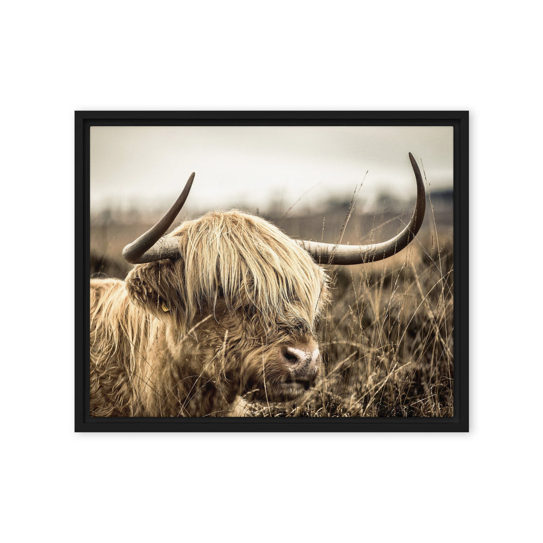 Leinwand - Highland Cattle Retro Kuratoren von artlia Schwarz / 41x51 cm (16″×20″) artlia