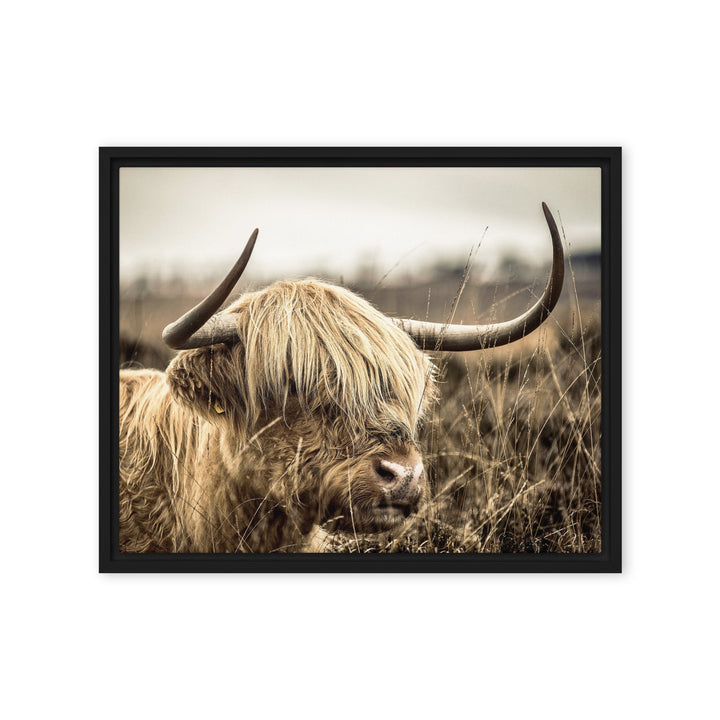 Leinwand - Highland Cattle Retro Kuratoren von artlia Schwarz / 41x51 cm (16″×20″) artlia