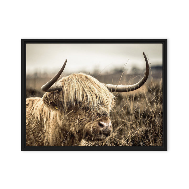 Leinwand - Highland Cattle Retro Kuratoren von artlia Schwarz / 46x61 cm (18″×24″) artlia
