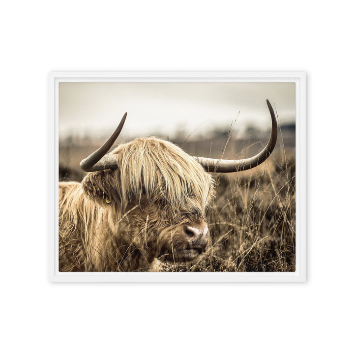 Leinwand - Highland Cattle Retro Kuratoren von artlia Weiß / 41x51 cm (16″×20″) artlia