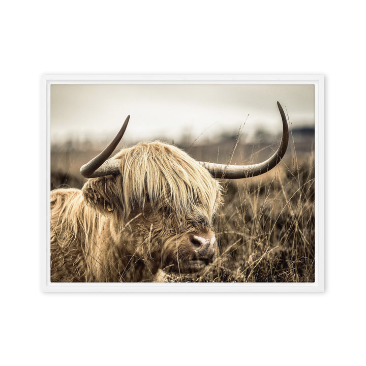 Leinwand - Highland Cattle Retro Kuratoren von artlia Weiß / 46x61 cm (18″×24″) artlia