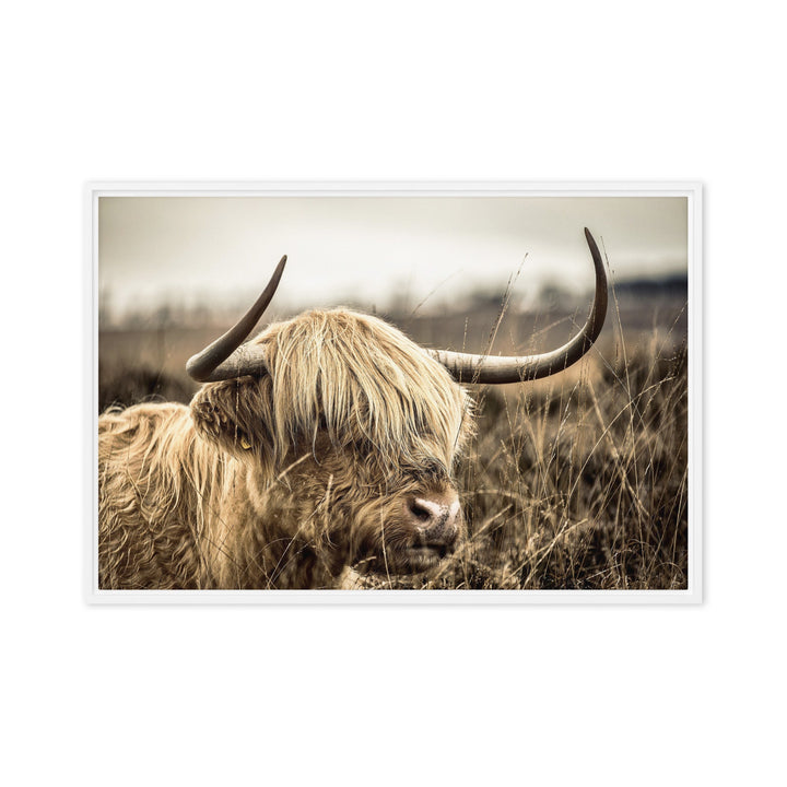 Leinwand - Highland Cattle Retro Kuratoren von artlia Weiß / 51x76 cm (20″×30″) artlia