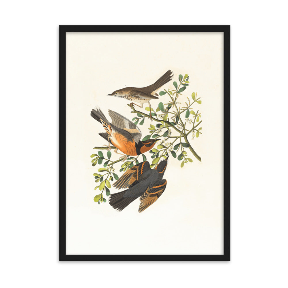 Poster - Drei Vögel auf Ästen Boston Public Library Schwarz / 50×70 cm artlia
