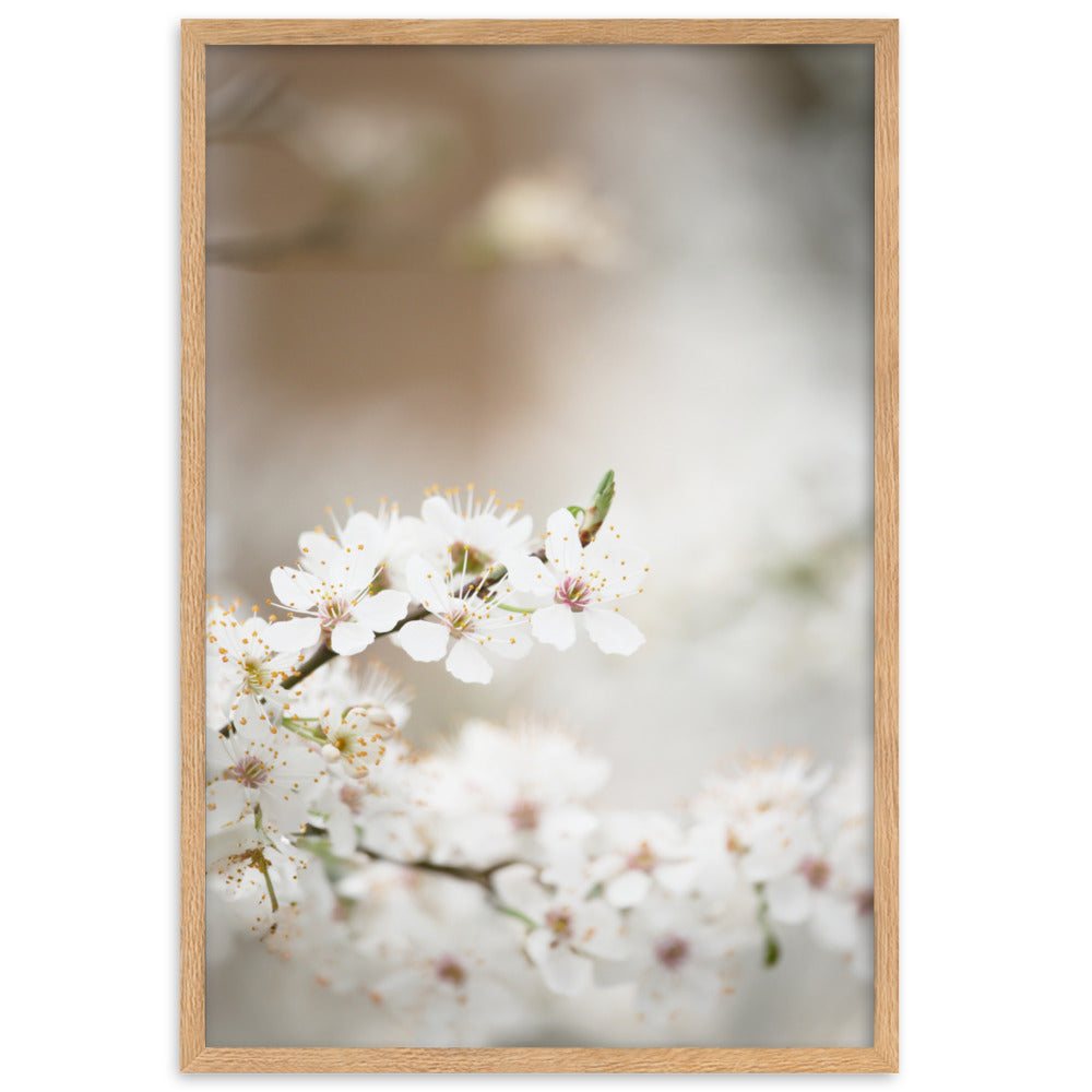 Poster - Kirschblüten Kuratoren von artlia Oak / 61×91 cm artlia