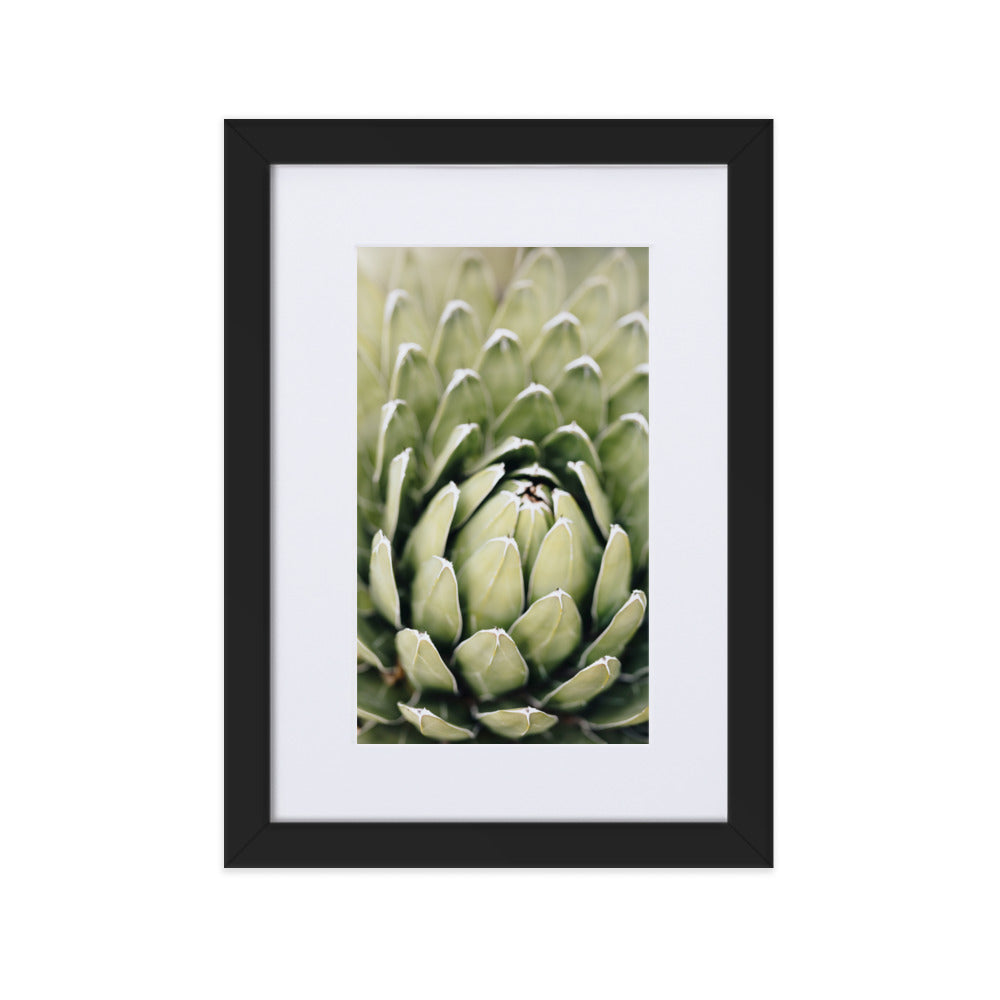 Poster mit Passepartout - Cactus Flower II Kuratoren von artlia Schwarz / 21×30 cm artlia