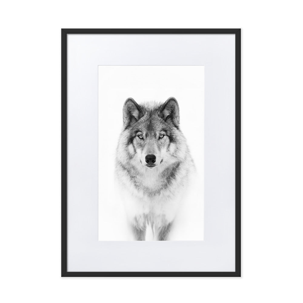 Poster mit Passepartout - Calm Wolf Kuratoren von artlia Schwarz / 50×70 cm artlia