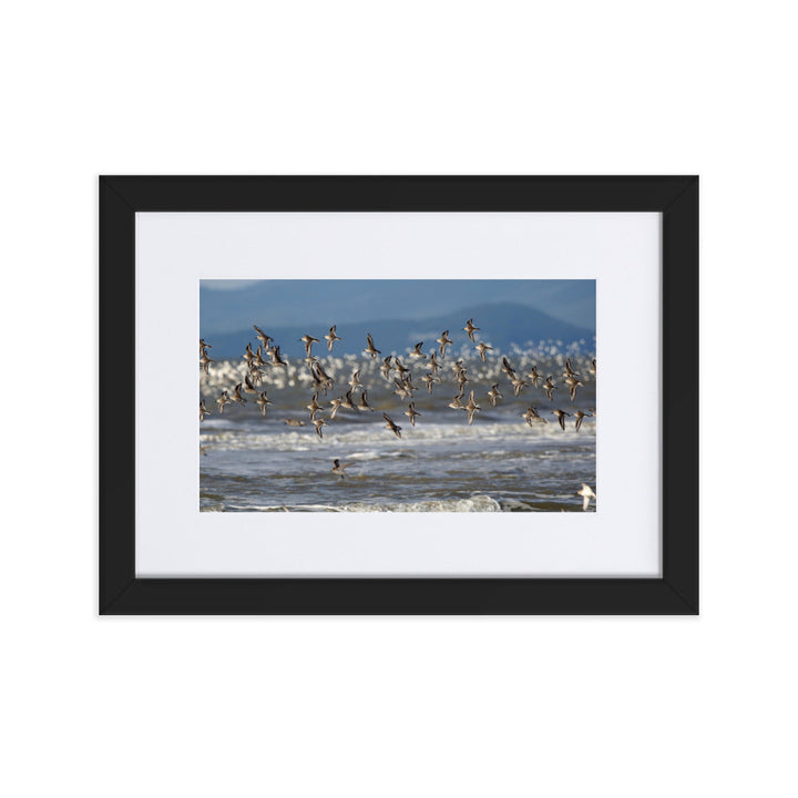 Poster mit Passepartout - Shorebirds Young Han Song Schwarz / 21×30 cm artlia