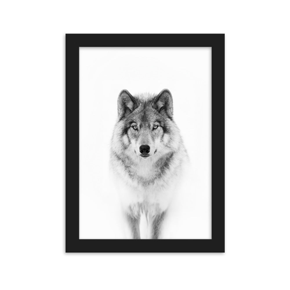 Poster mit Rahmen - Calm Wolf Kuratoren von artlia Schwarz / 21×30 cm artlia