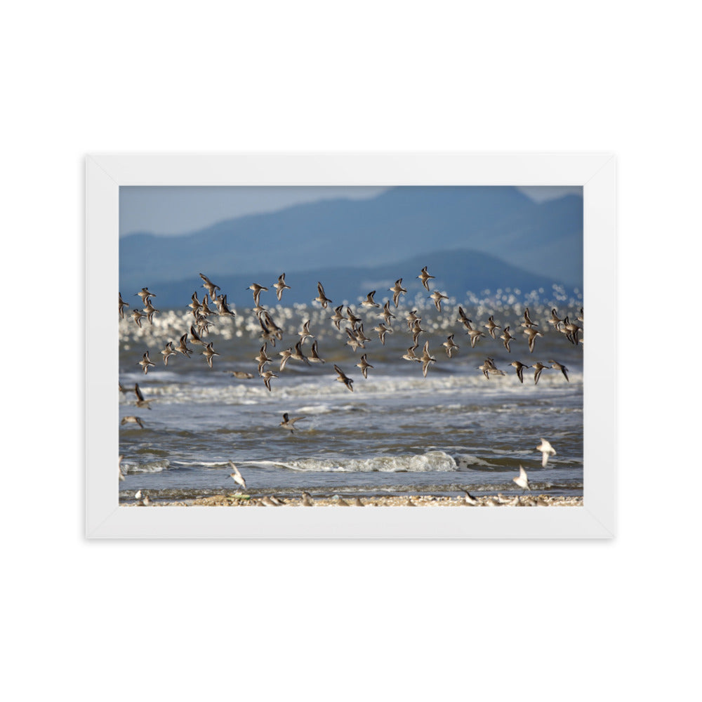 Poster mit Rahmen - Shorebirds Young Han Song Weiß / 21×30 cm artlia