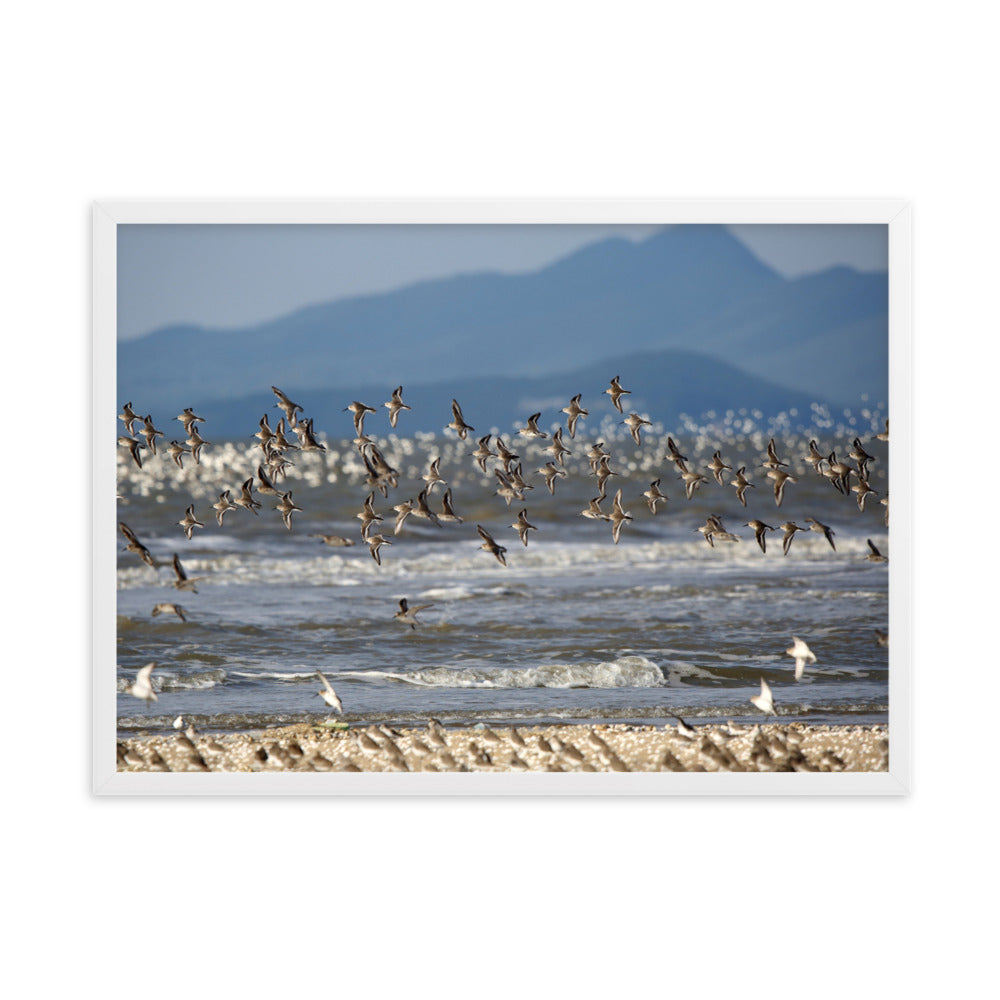 Poster mit Rahmen - Shorebirds Young Han Song Weiß / 50×70 cm artlia