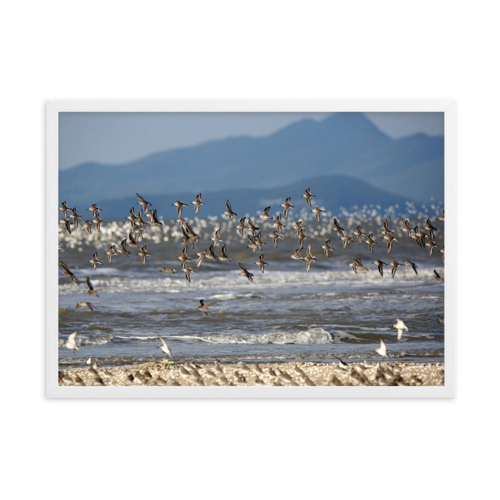 Poster mit Rahmen - Shorebirds Young Han Song Weiß / 50×70 cm artlia