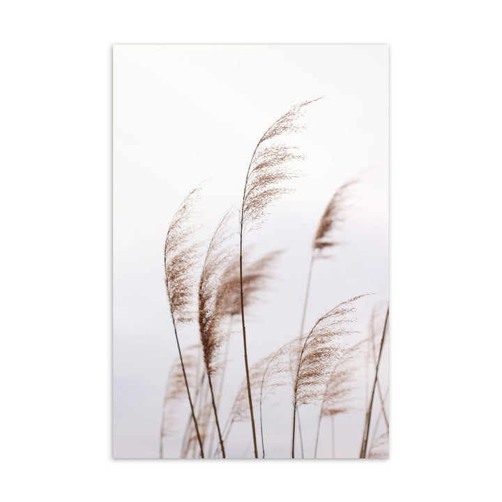 Schilf Reeds 01 - Postkarte ARTLIA artlia